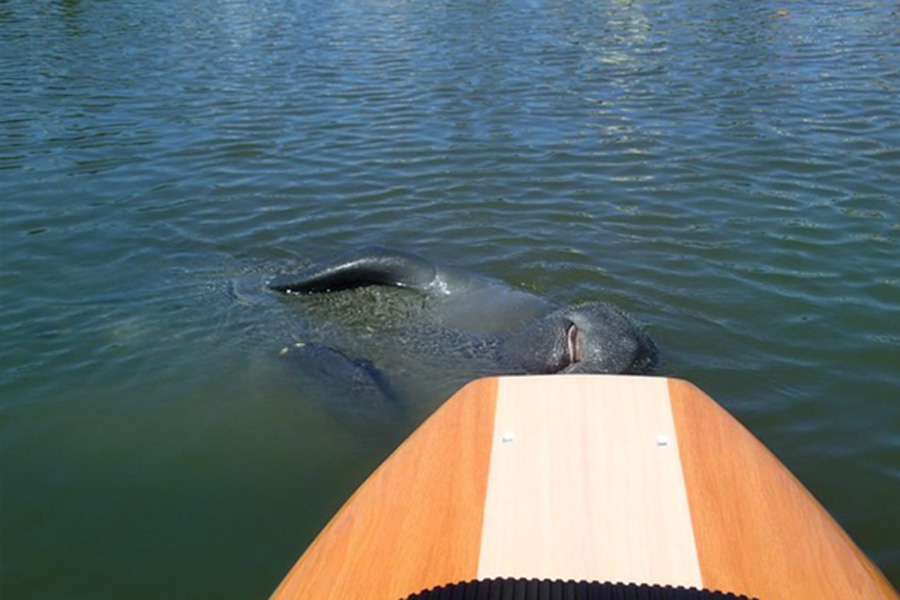 manatee hanging out on a three brothers paddleboard tour