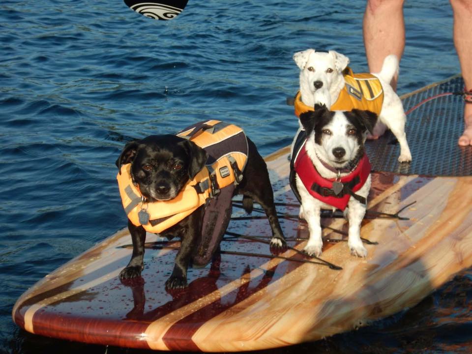 Dogs on a paddle board