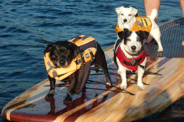 ThreeBrothersBoards-Blog-sup-with-pup
