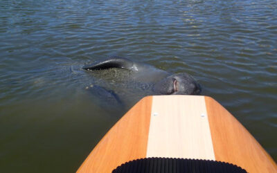 Florida Manatee & Dolphin Safety For Paddleboarders