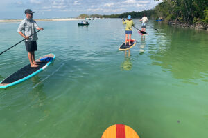 common florida shore birds